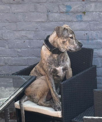7 month staff cross