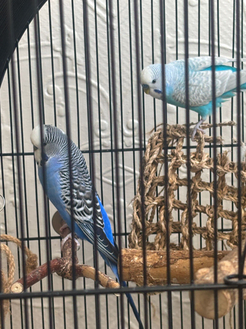 Beautiful Blue Budgies