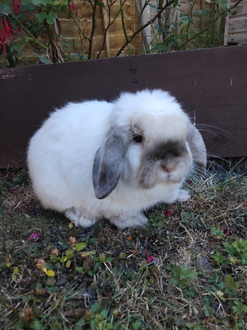 Purebred mini lop buck