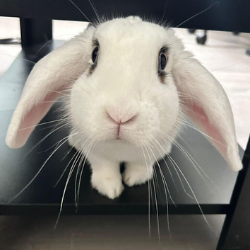 BUNNY FOR SALE