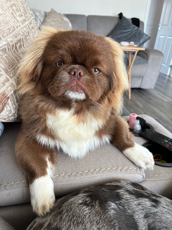 Male Pekingese