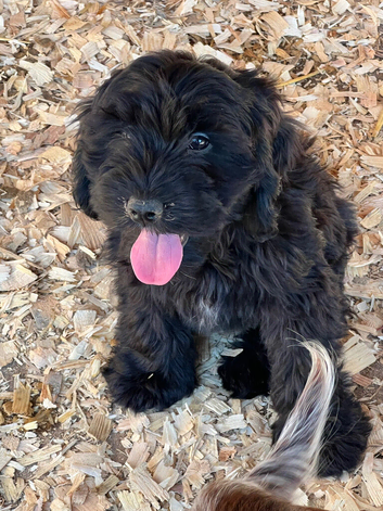 Beautiful  cockpoo boys ready to go! Fully vaccinated!