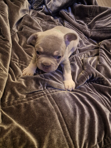 French bulldog puppies