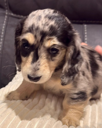 Miniature Dachshund Puppies