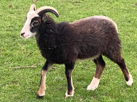 2026 Soay lambs