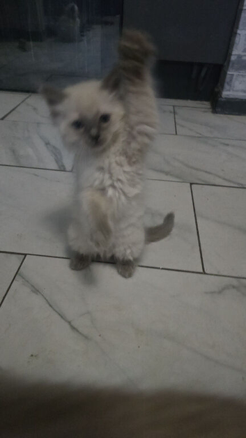 Ready to leave now Beautiful ragdoll kittens