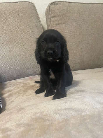 Cocker spaniel puppy&rsquo;s
