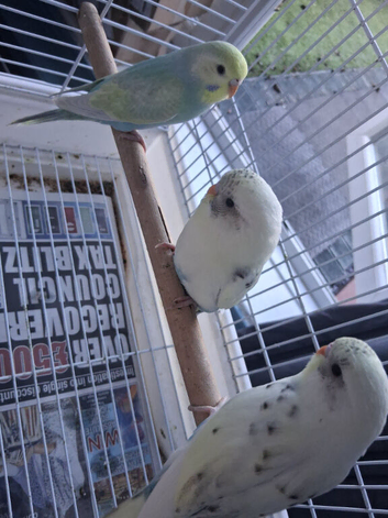 Baby rainbow and cream pied budgies
