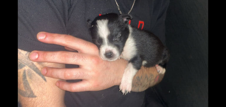 Collie x lurcher