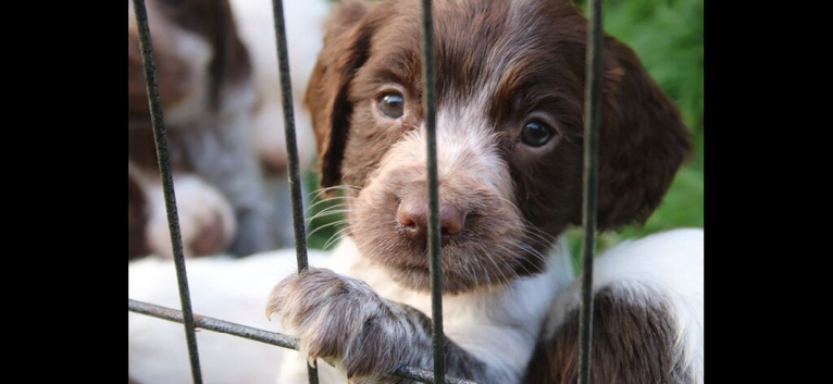 Cocker Spaniel Pups