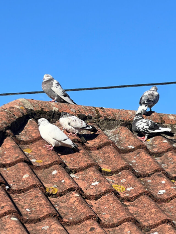 Fancy Pigeons Looking for New Homes