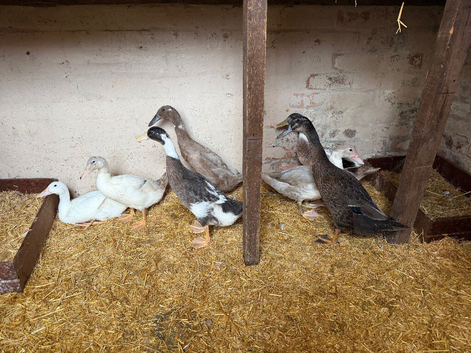 We have a variety of ducks