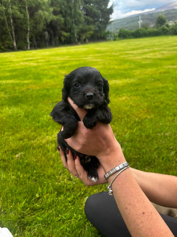 cocker spaniel puppy&rsquo;s