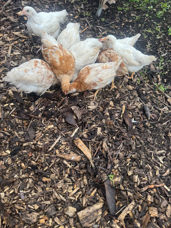 Chicks, 7 week old. Unsexed - off heat