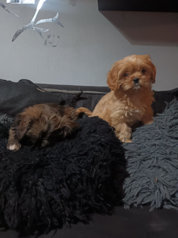 Cava-Tzu pups ready for their forever homes