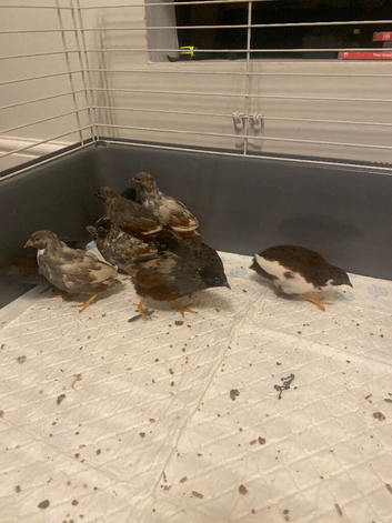 Male painted button quail
