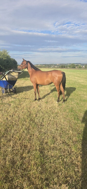 Purebred Arabian filly
