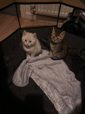 ragdoll x mainecoon x russian blue x bengal kittens