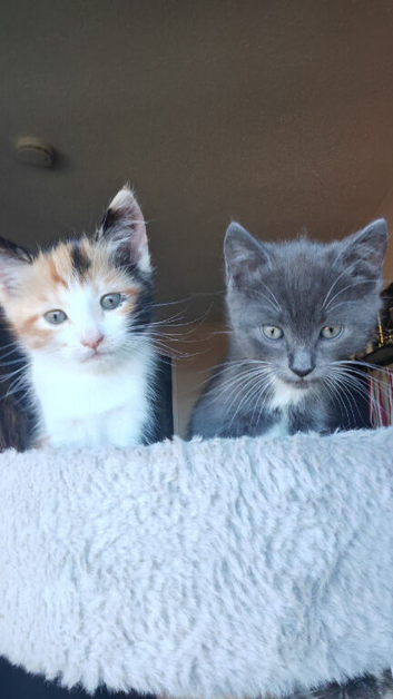 Kittens