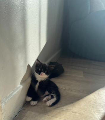 Kittens
