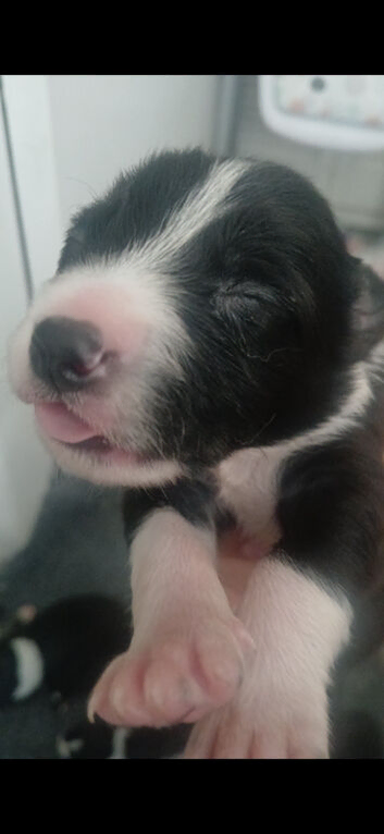 Collie puppies