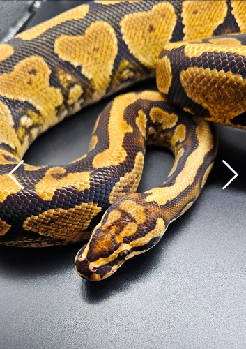 Breeding pair hypo project