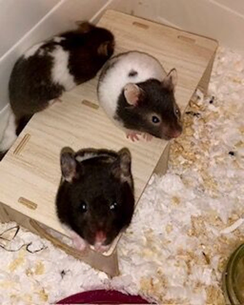 Baby hamsters silly tame