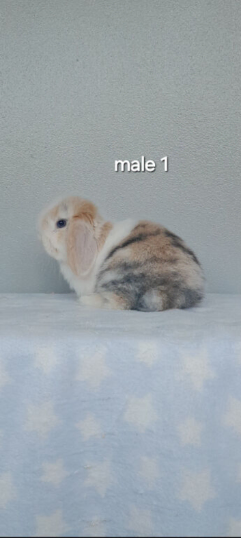 Purebred mini lop rabbits