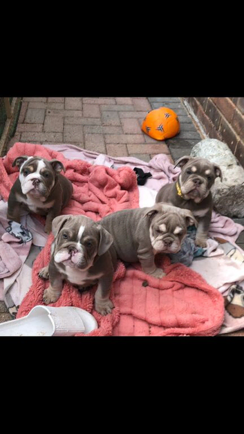 READY NOW Stunning English Bulldog Puppies