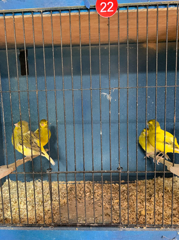 Top class fife canary&rsquo;s