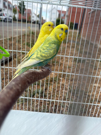 Male green budgie for sale and lutino female