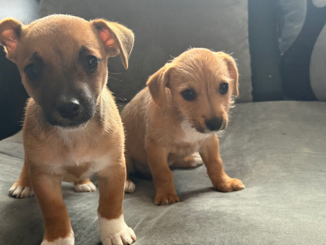 Jack Russell cross Maltese