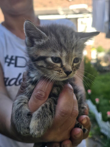 Fur balls