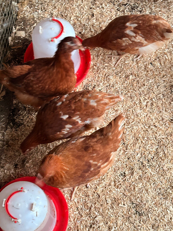 Hybrid Hens