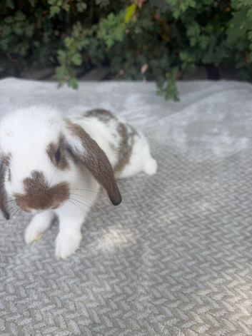 lop bunnies 2 boys 1 girl