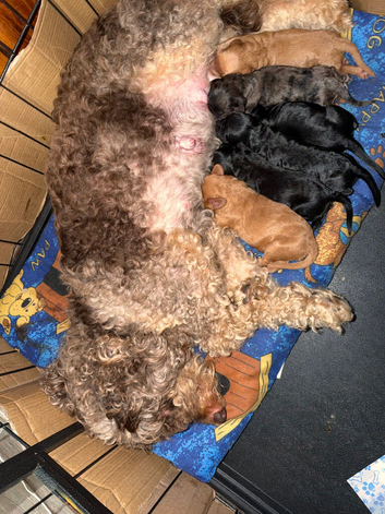 Cockapoo f1