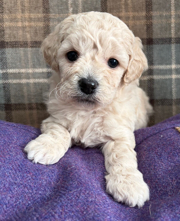 Adorable Cavapoochon Puppies