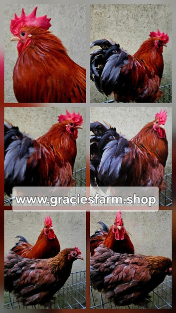 Pekin Bantam Frizzle Smooth Silked AMAZING Colours fertilised eggs for hatching