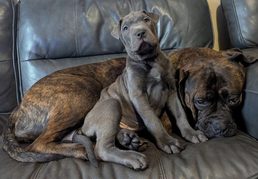 Presa canario X sharpi