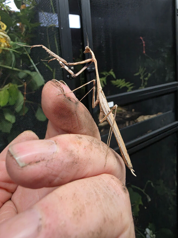 4 X Large Peacock Mantis &pound;25 + &pound;5 postage (as per photos, this is the size)  All 4 for &pound;25