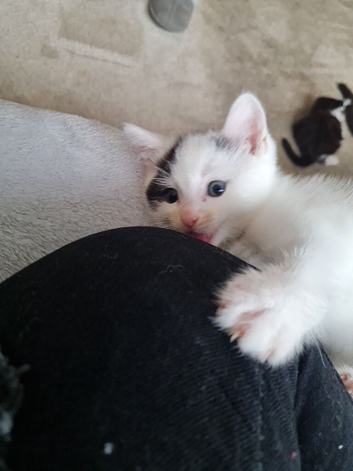 White female kitten