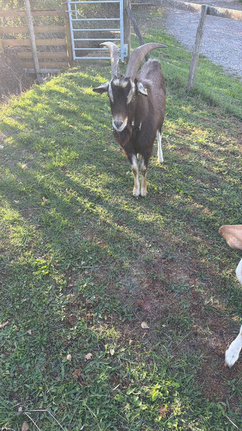 Billy Goat