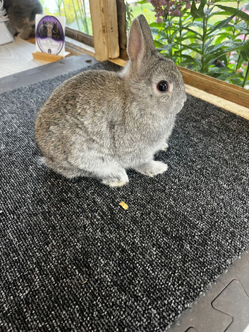 Chinchilla netherland dwarf