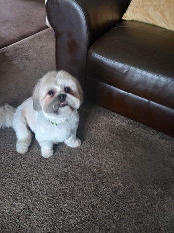 At stud  lhasa apso