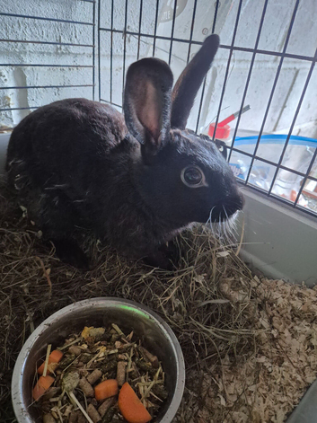 1 year old self english male