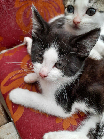 Kittens