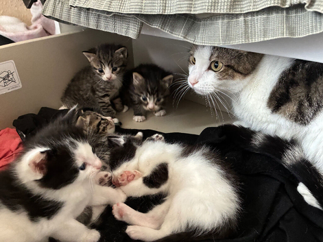 kittens