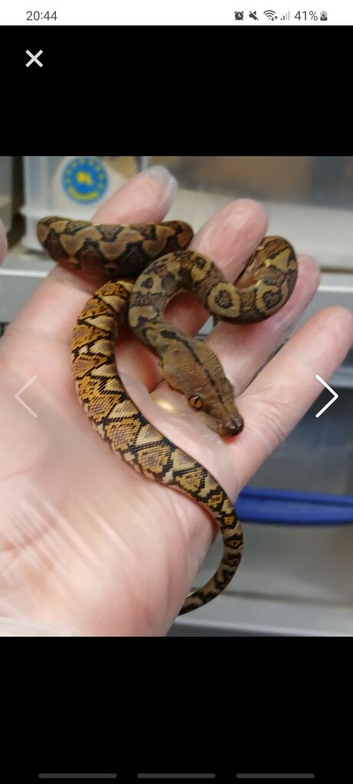 Female sd retic