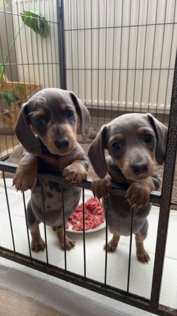 Stunning miniature dachshund puppies