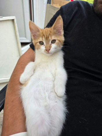 Kittens for sale half mainecoon
